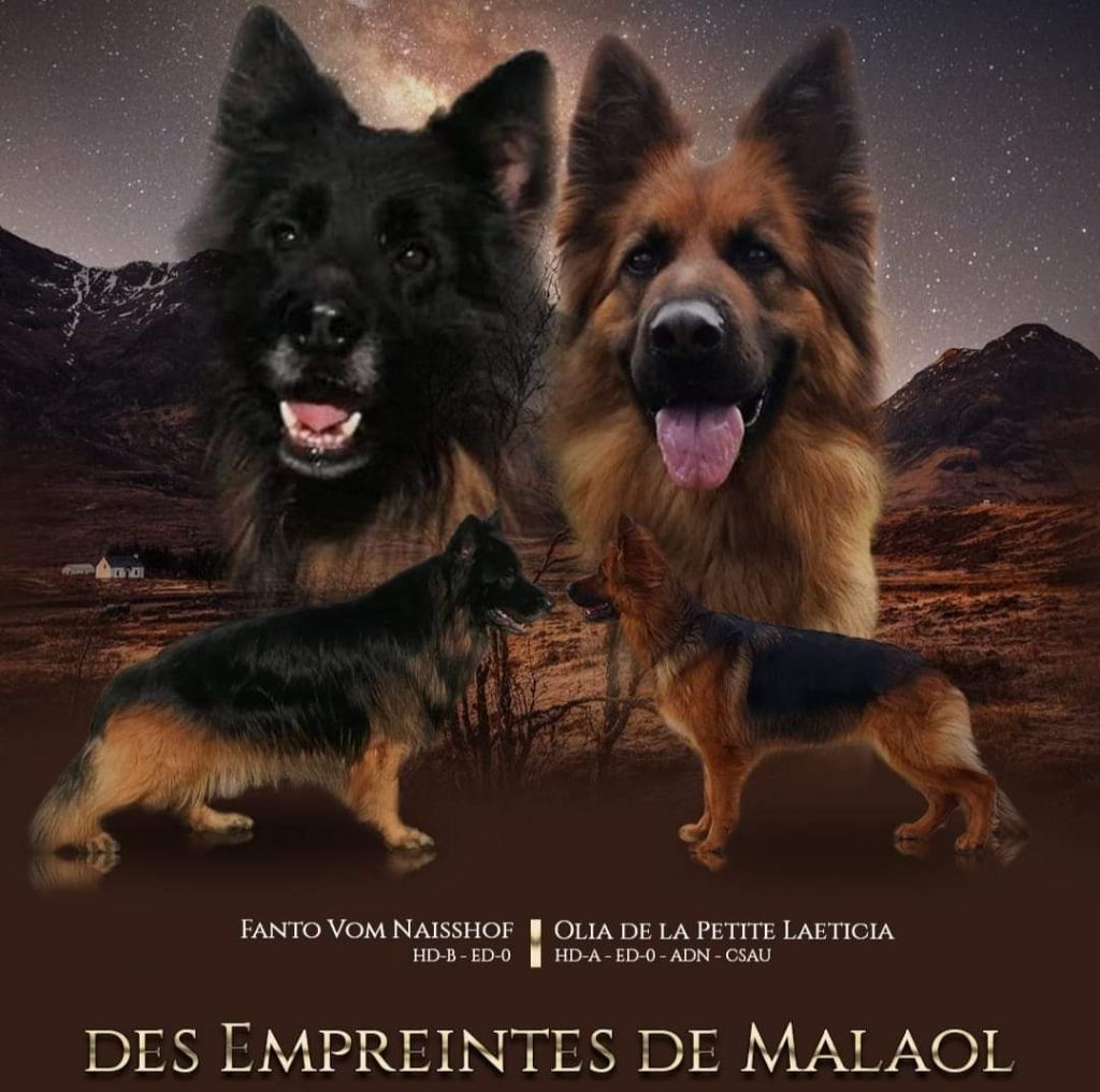 Des Empreintes De Malaol - Deux chiots de disponibles sur la portée Olia x Fanto