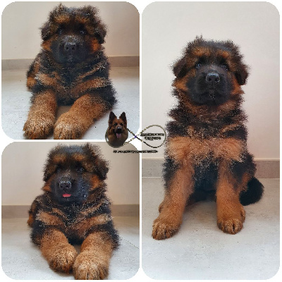 Chiot violet
