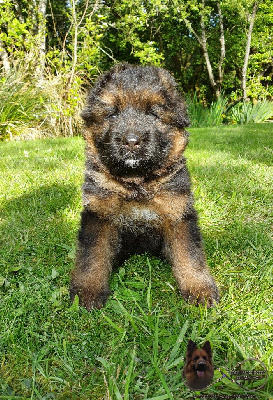 Chiot vert