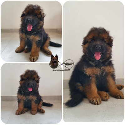 Chiot bleu 