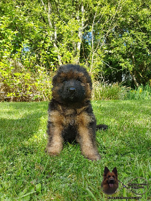Chiot blanc